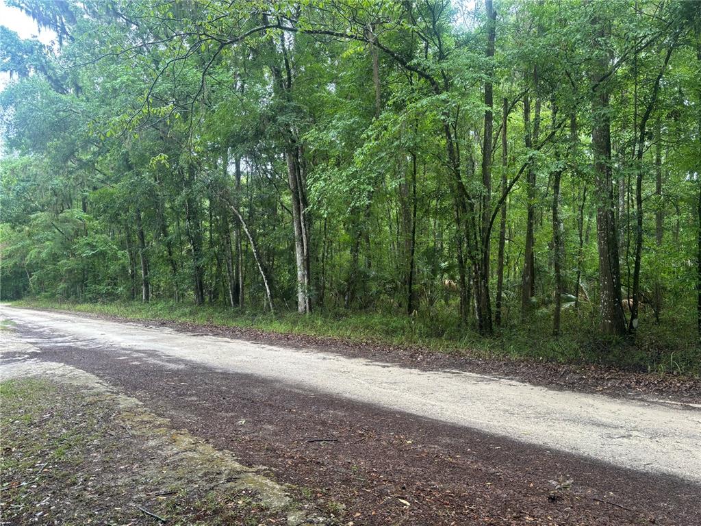 A dirt road runs alongside a dense forest of tall green trees — 0000 SW 14TH PLACE, OCALA, FL