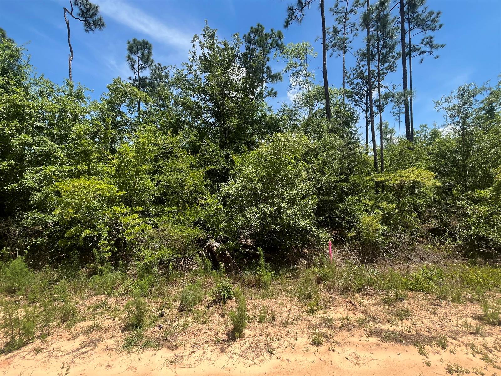 A wooded lot with sandy ground and a pink survey marker in the foreground — Tbd Tamarac Road, FL 32448, FL