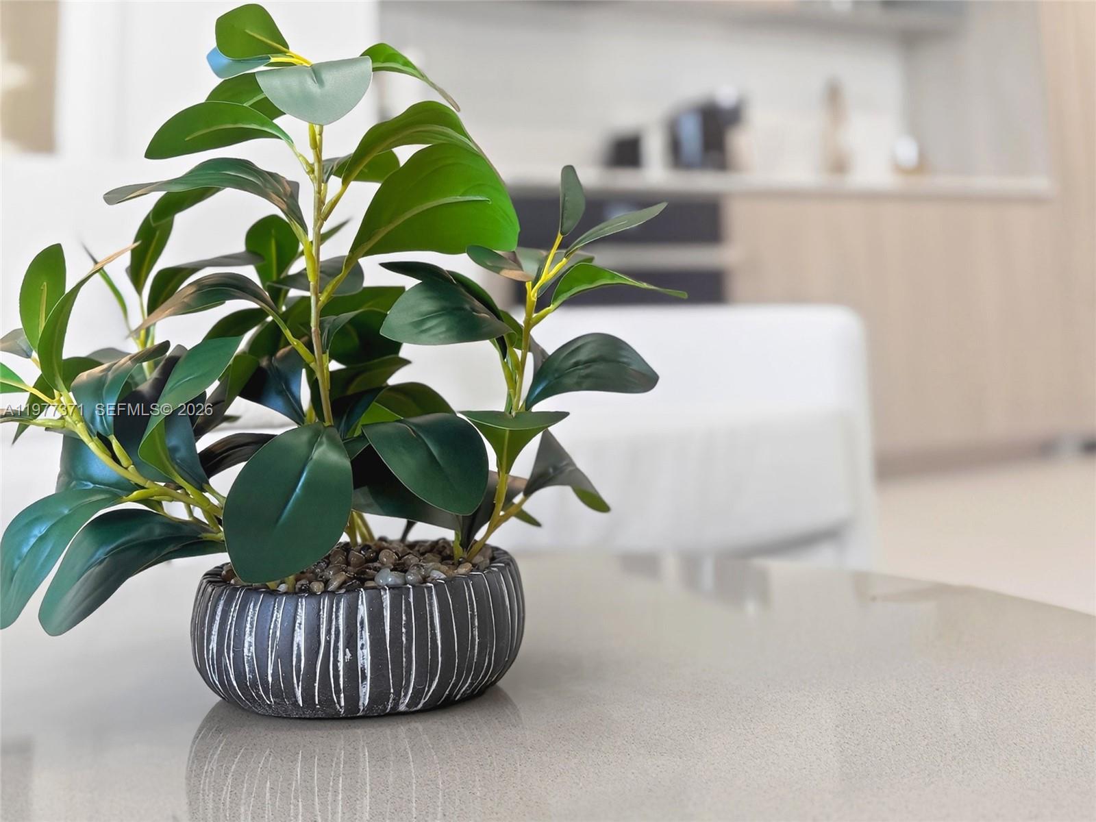 A small potted plant sits on a smooth countertop in a modern kitchen — 159 NE 6th St # 2711, Miami FL 33132, MIAMI, FL