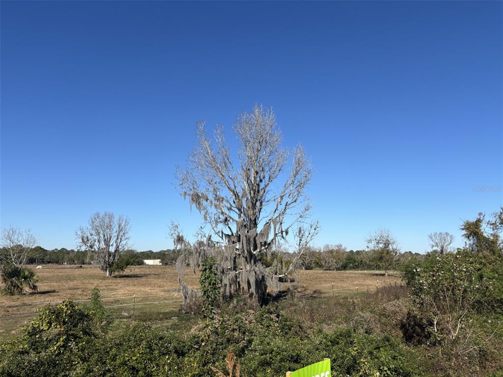 A large, leafless tree draped in Spanish moss stands in a flat, grassy field — TOMOKA FARMS ROAD, PORT ORANGE, FL