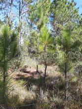SALYERS ROAD, CLERMONT, FL — photo 2 of 6