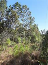 SALYERS ROAD, CLERMONT, FL — photo 3 of 6