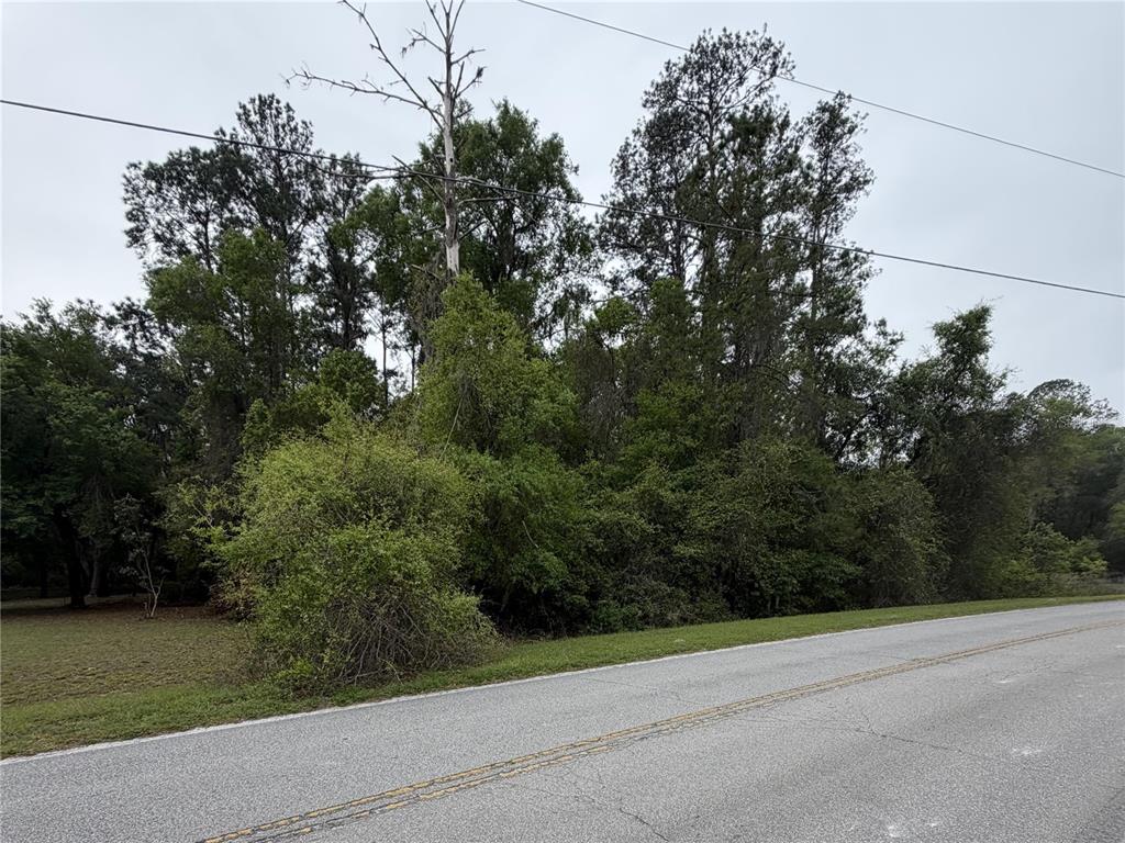 A paved road runs alongside a dense, wooded lot with a prominent dead tree — 24615 SE 101ST AVENUE, HAWTHORNE, FL