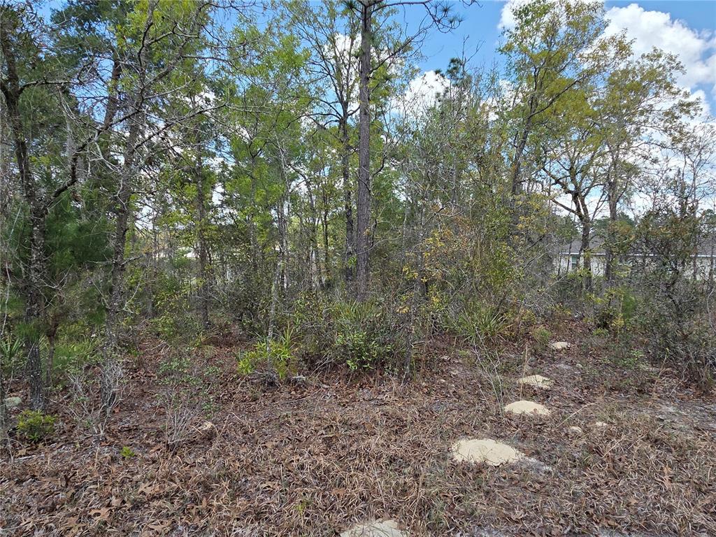 A wooded lot features scattered trees, low-lying brush, and a few circular concrete stepping stones — SW 139TH PLACE ROAD, OCALA, FL