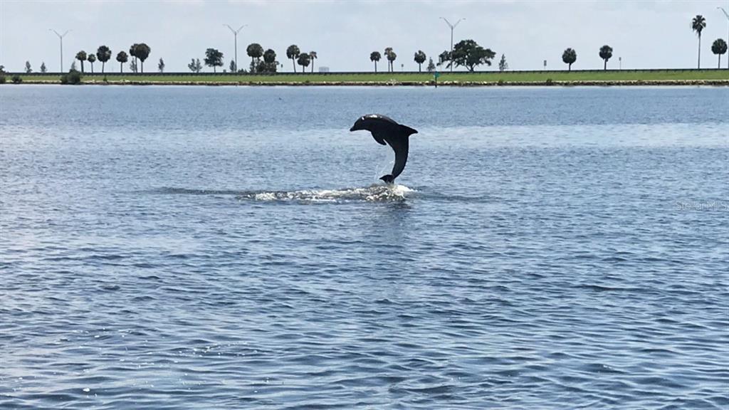 A dolphin leaps out of the water in front of a distant shoreline with trees — 8822 BAY POINTE DRIVE UNIT 203, TAMPA, FL