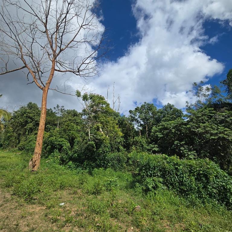 A large, bare-branched tree stands beside a dense, overgrown area of trees and shrubs — YAGRUMO ST UNIT 13, SAN JUAN, PR
