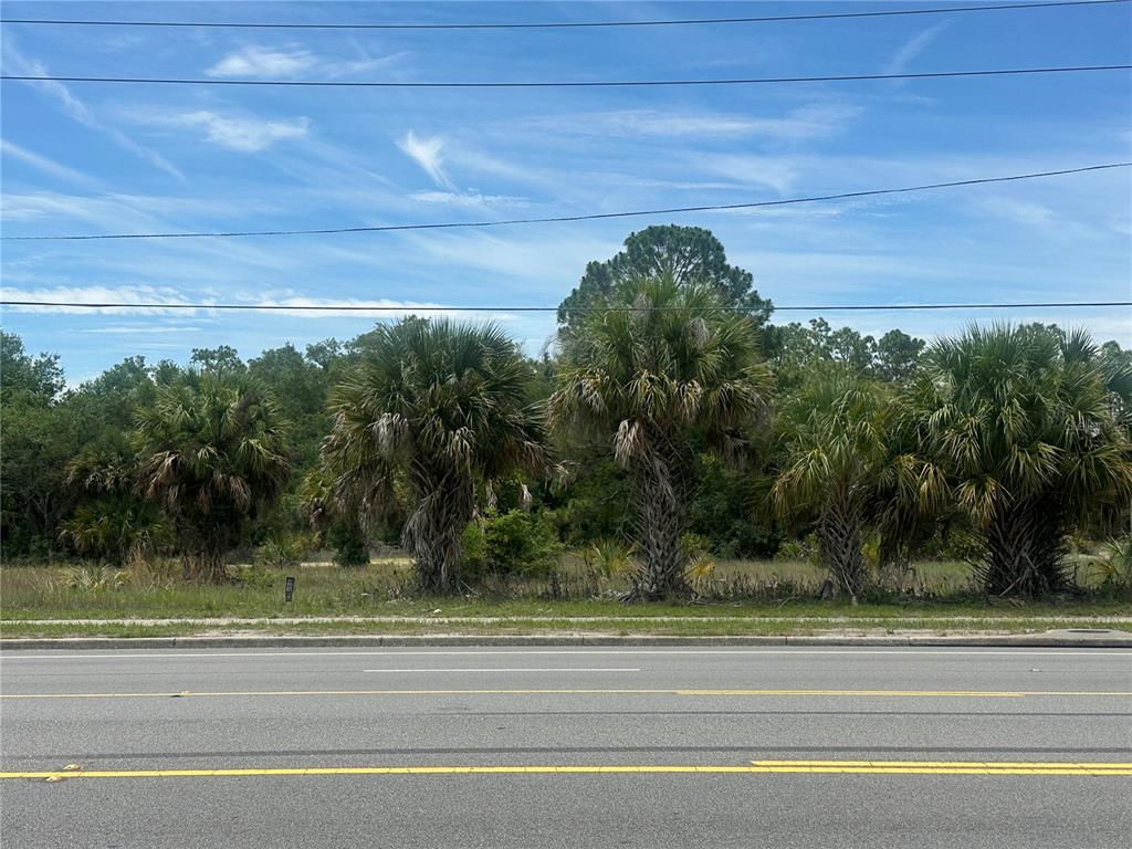 A row of palm trees stands along a roadside in front of a wooded area — 950 NE 5TH STREET, CRYSTAL RIVER, FL