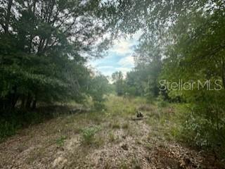 A view of a grassy, wooded lot with trees lining both sides of the path — NW 56TH COURT, OCALA, FL