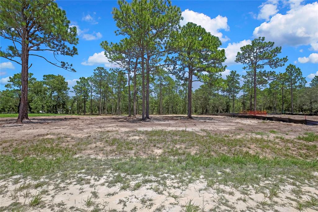 A cleared, sandy residential lot features several tall pine trees under a blue sky — 16116 MEDRICK ROAD, BROOKSVILLE, FL