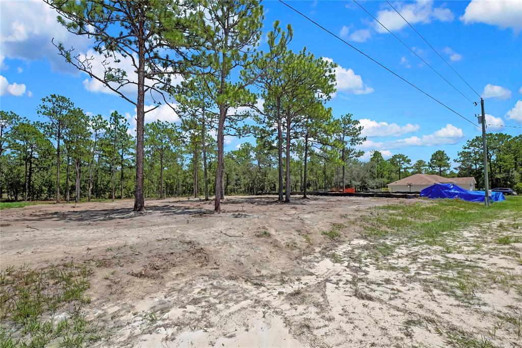 A cleared, sandy residential lot features several tall pine trees under a blue sky — 16116 MEDRICK ROAD, BROOKSVILLE, FL