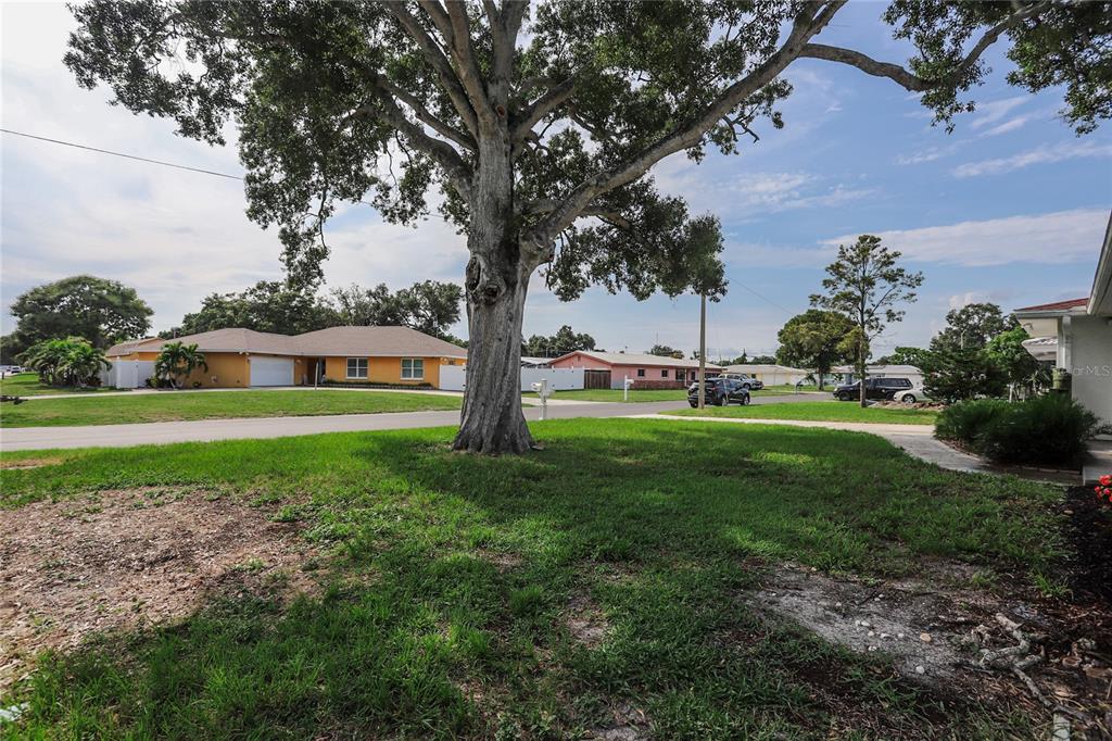 A large tree stands in the front yard of a suburban residential street — 10011 110TH STREET, SEMINOLE, FL