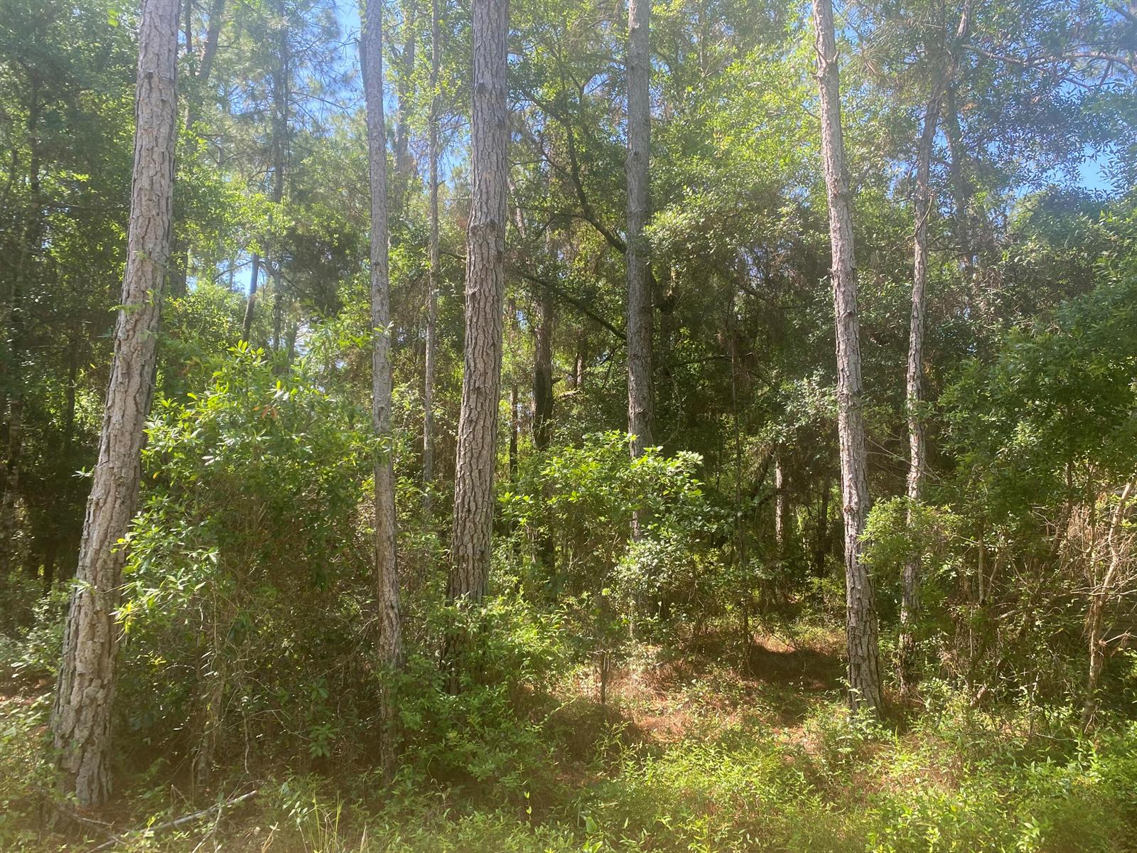 Tbd NE 155 Lane, FL 32134