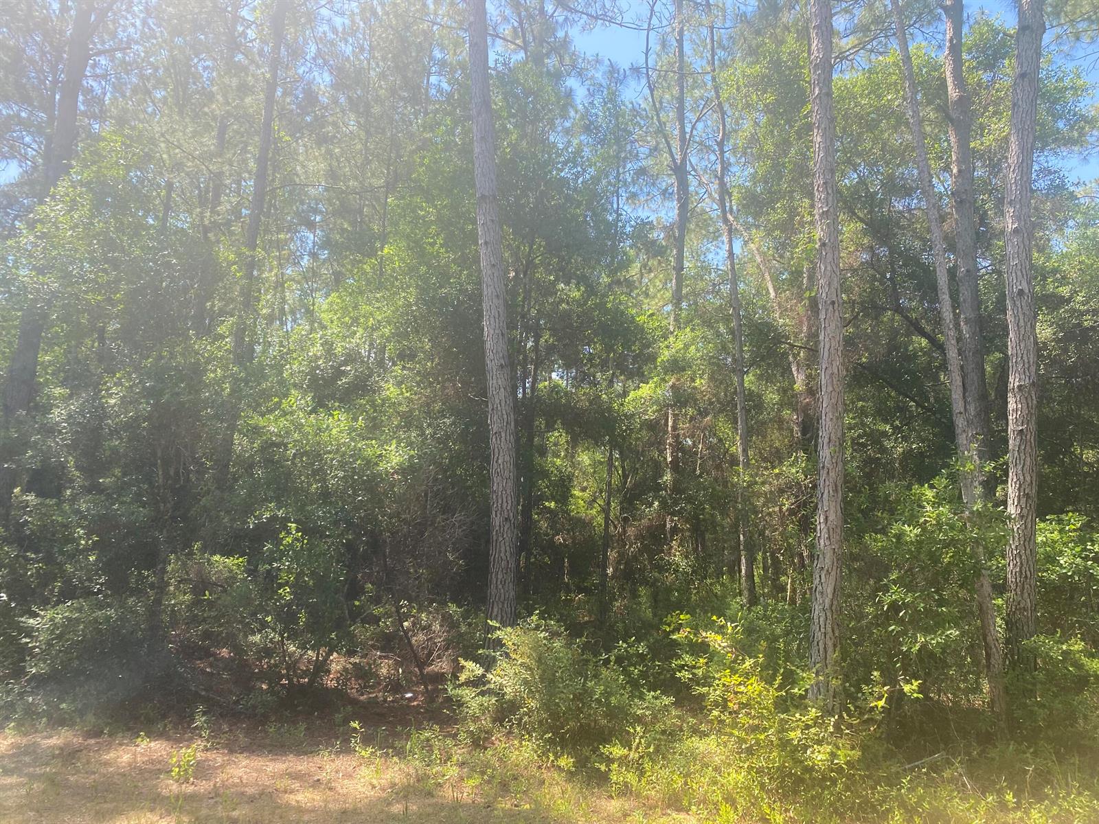 A wooded area with tall pine trees and dense green undergrowth under a blue sky — Tbd NE 155 Lane, FL 32134, FL