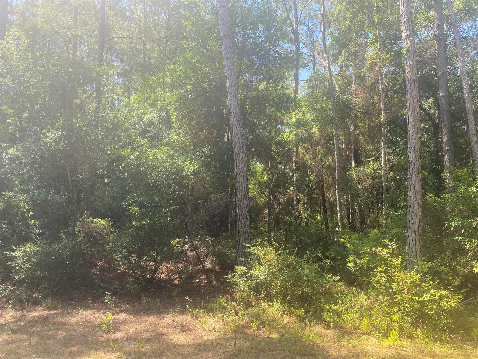 A view of a wooded area with tall pine trees and dense undergrowth — Tbd NE 155 Lane, FL 32134, FL