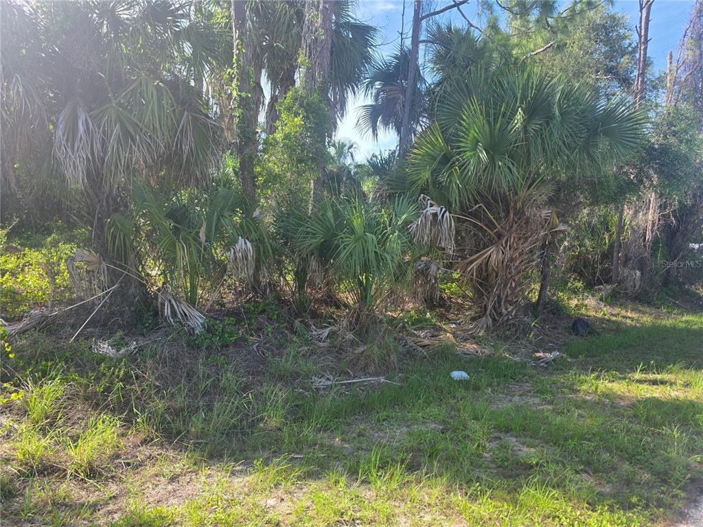 A view of a wooded lot featuring several palm trees and dense natural vegetation — PRIME TERRACE, NORTH PORT, FL