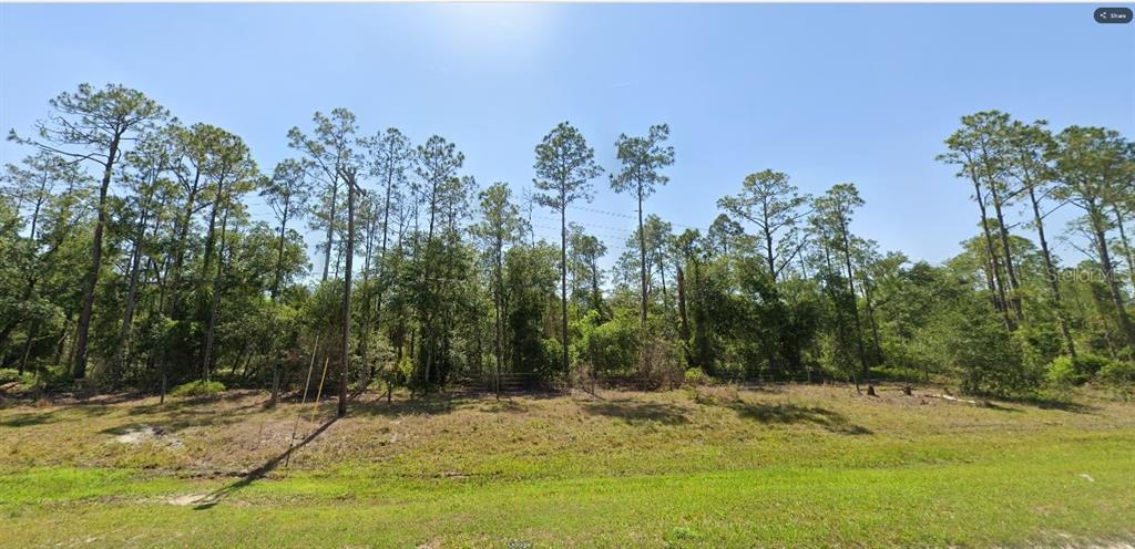 A grassy lot with a line of tall pine trees under a clear blue sky — RIVER RANCH BOULEVARD, LAKE WALES, FL
