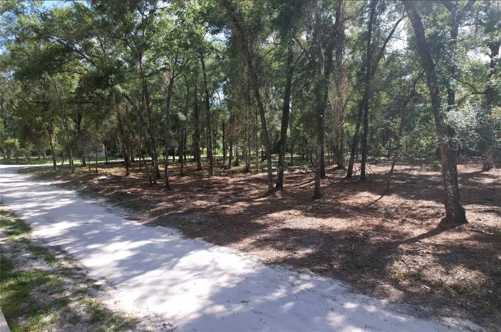 A sandy dirt road runs alongside a wooded lot with many tall trees — 17792 SE 30TH AVENUE, SUMMERFIELD, FL