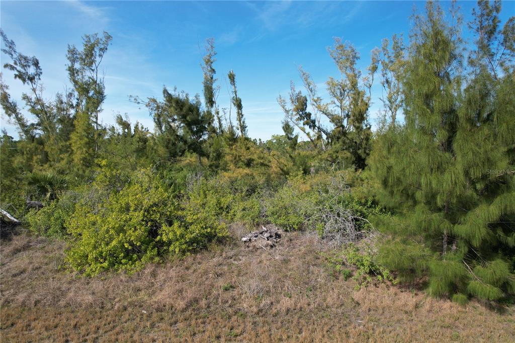 A view of a densely wooded, undeveloped lot with tall pine trees and thick brush — 10565 ABELLO ROAD, PORT CHARLOTTE, FL