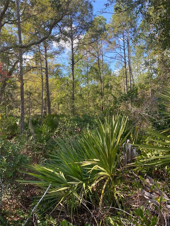 A wooded lot features tall pine trees and dense saw palmetto undergrowth under a blue sky — 862 LAMAR STREET E, LEHIGH ACRES, FL