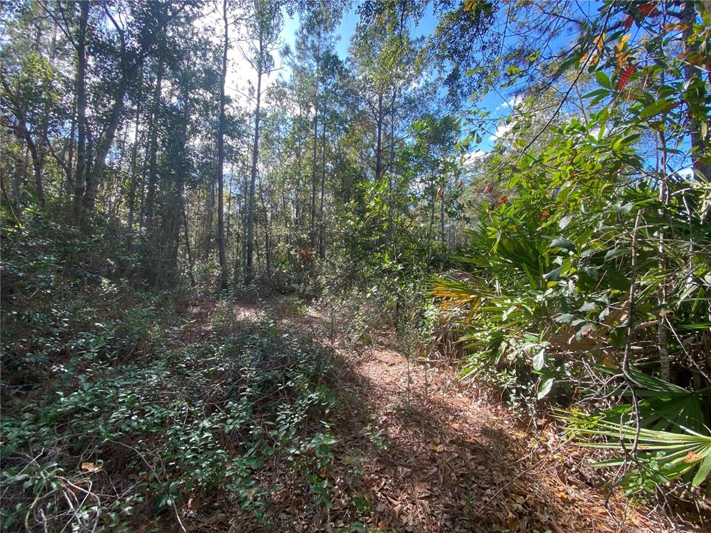 A wooded lot features dense trees, palmetto bushes, and a leaf-covered ground surface — 862 LAMAR STREET E, LEHIGH ACRES, FL