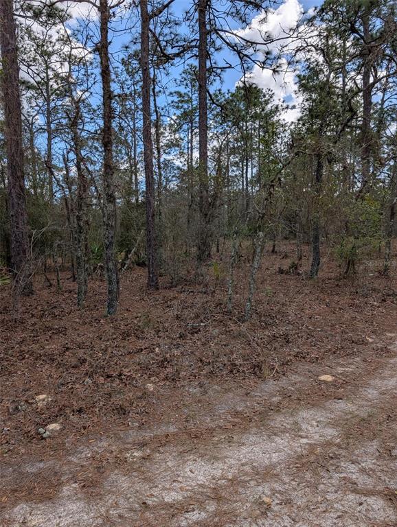 A sandy path leads into a wooded area with tall pine trees and leaf litter — 0 SW 90TH STREET, DUNNELLON, FL