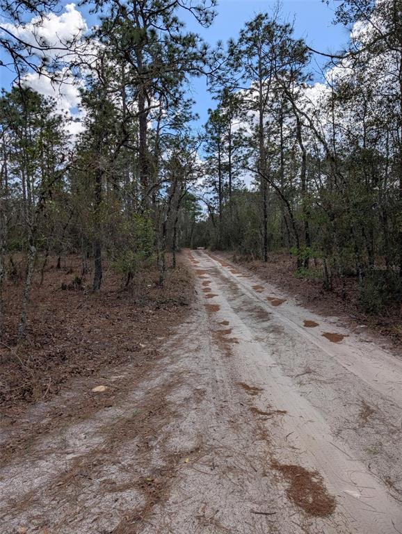 A sandy dirt road winds through a wooded area with pine trees and brush — 0 SW 90TH STREET, DUNNELLON, FL
