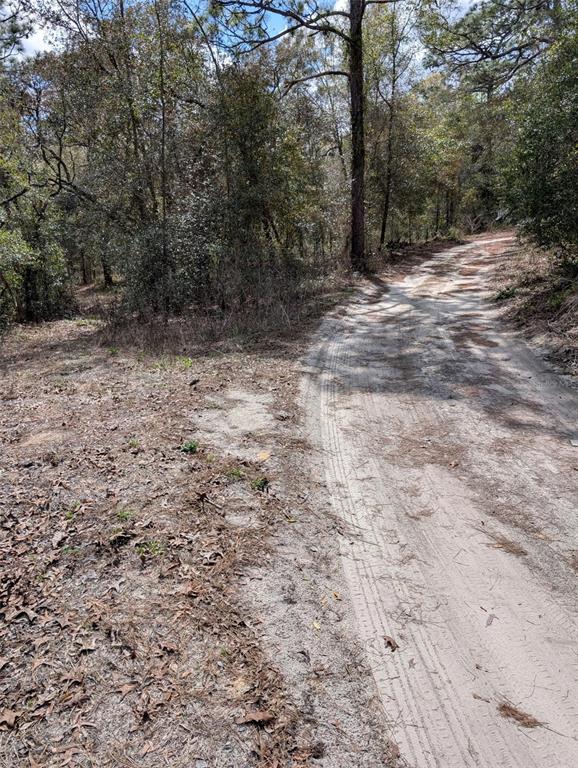A dirt road winds through a wooded area with sandy ground and scattered leaves — 0 SW 90TH STREET, DUNNELLON, FL
