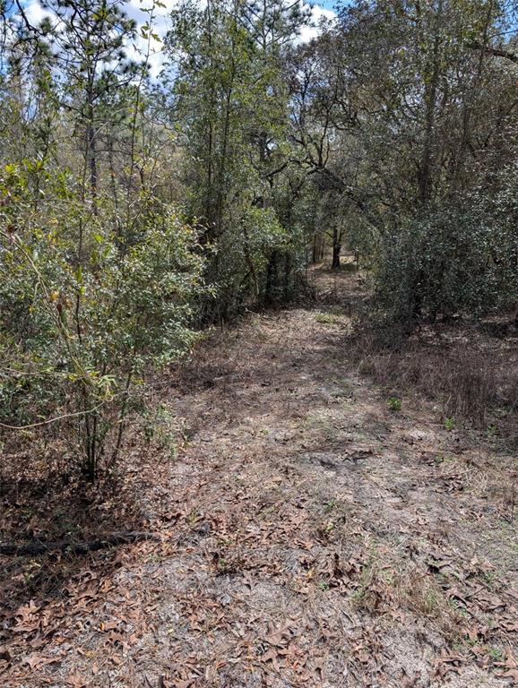 A dirt path leads through a wooded area with dense trees and scattered dry leaves — 0 SW 90TH STREET, DUNNELLON, FL