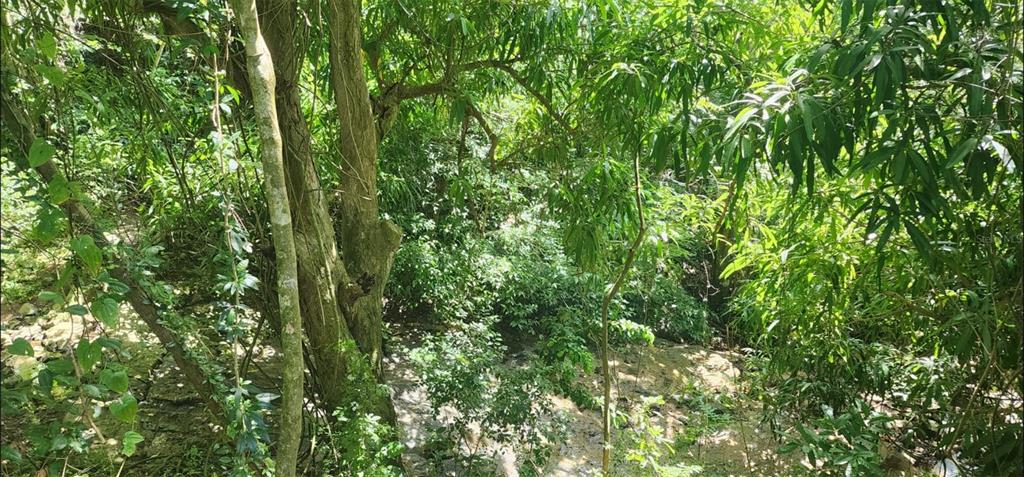 A view of a wooded area with dense green trees and foliage over dry ground — Carr. 412, Km. 4.8 CALLE PASCUAL NIEVES, BO. CALVACHE, RINCON, PR