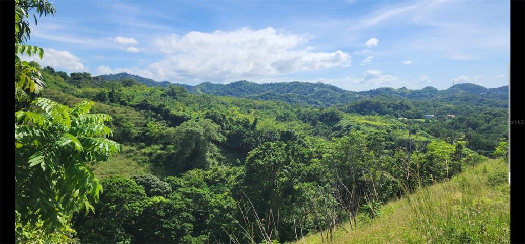 A wide-angle view of a lush, hilly landscape covered in dense green trees and vegetation — Carr. 412, Km. 4.8 CALLE PASCUAL NIEVES, BO. CALVACHE, RINCON, PR