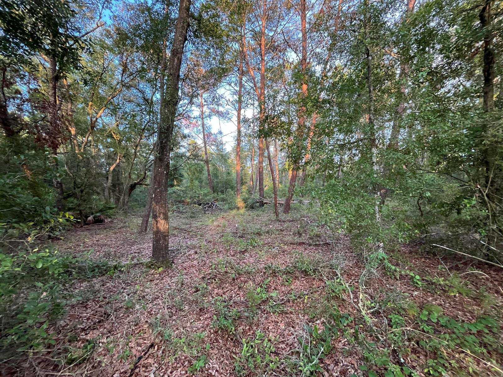 A wooded lot with tall pine trees and a ground layer of fallen leaves — Tbd Twin Lakes Road, FL 32148, FL