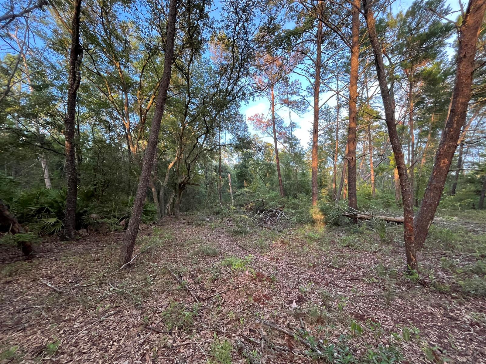 A wooded lot with tall pine trees, scattered brush, and a forest floor covered in leaves — Tbd Twin Lakes Road, FL 32148, FL