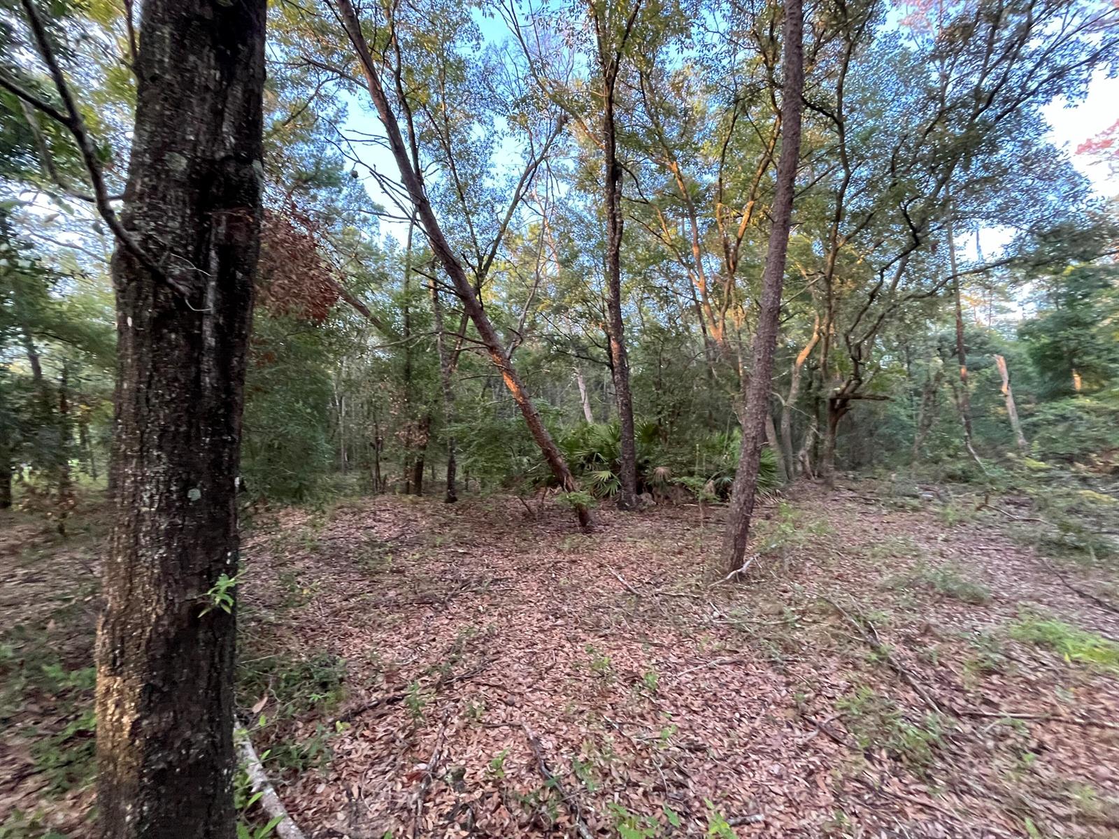 A wooded lot with tall trees, fallen leaves, and scattered brush under a clear sky — Tbd Twin Lakes Road, FL 32148, FL