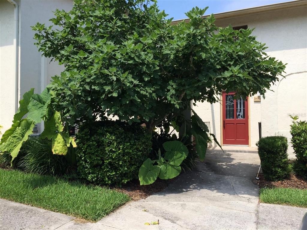 A large fig tree and elephant ear plants grow in front of a red front door — 200 MAITLAND AVENUE UNIT 34, ALTAMONTE SPRINGS, FL