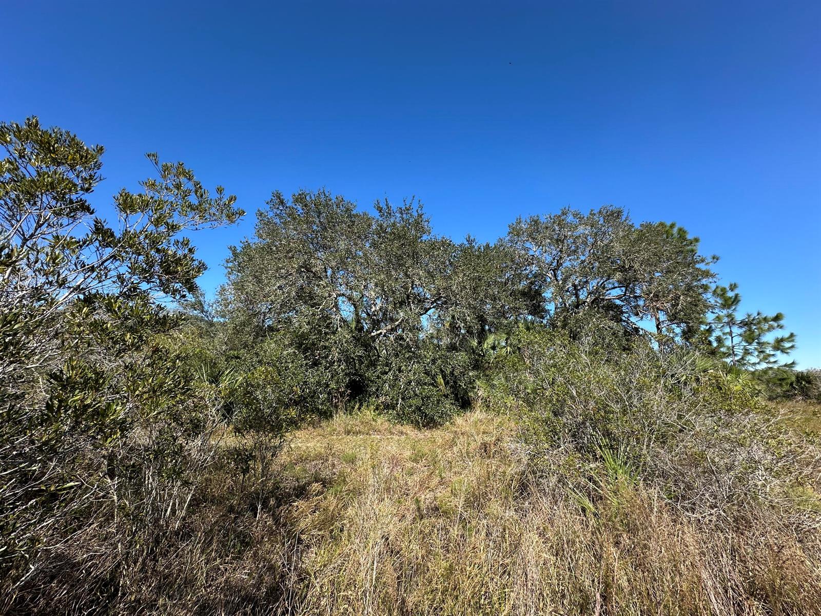 A view of a grassy field leading to a cluster of trees under a blue sky — 15415 NW 292nd Street, Okeechobee FL 34972, OKEECHOBEE, FL