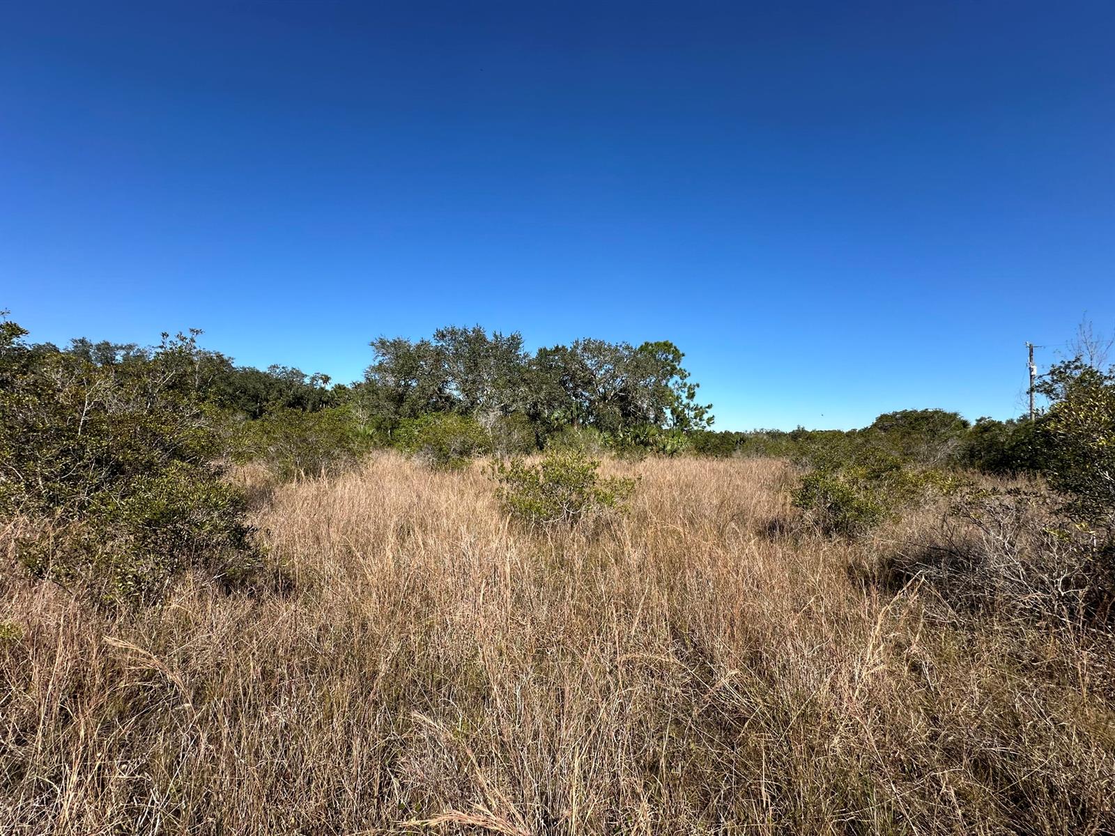 A wide, grassy field is surrounded by trees under a clear blue sky — 15415 NW 292nd Street, Okeechobee FL 34972, OKEECHOBEE, FL