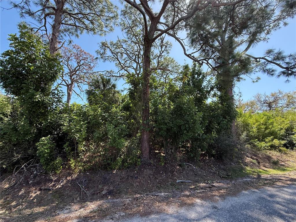 A dense thicket of trees and shrubs grows along the edge of a paved road — KIMBALL ROAD, VENICE, FL