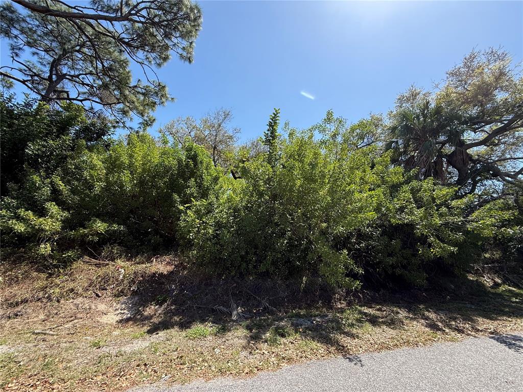 A dense thicket of green trees and shrubs grows along the edge of a road — KIMBALL ROAD, VENICE, FL