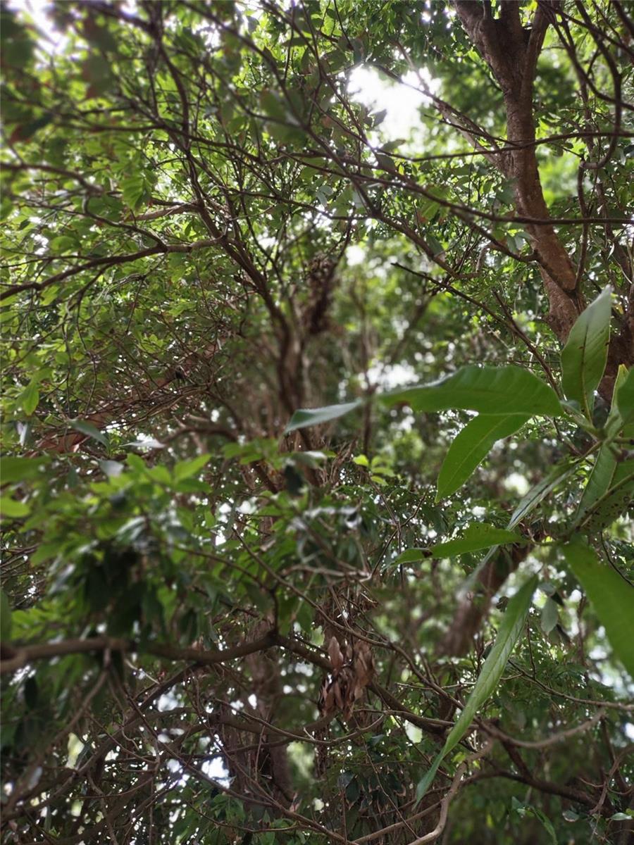 A low-angle view looking up through the dense green canopy of a leafy tree — 0000 SE 44 Avenue, Ocala FL 32526, OCALA, FL