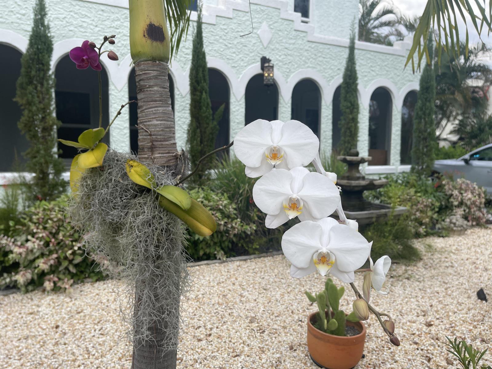 A white orchid plant grows on a palm tree in front of a light green building — 312 Fordham Drive, Lake Worth FL 33460, LAKE WORTH, FL