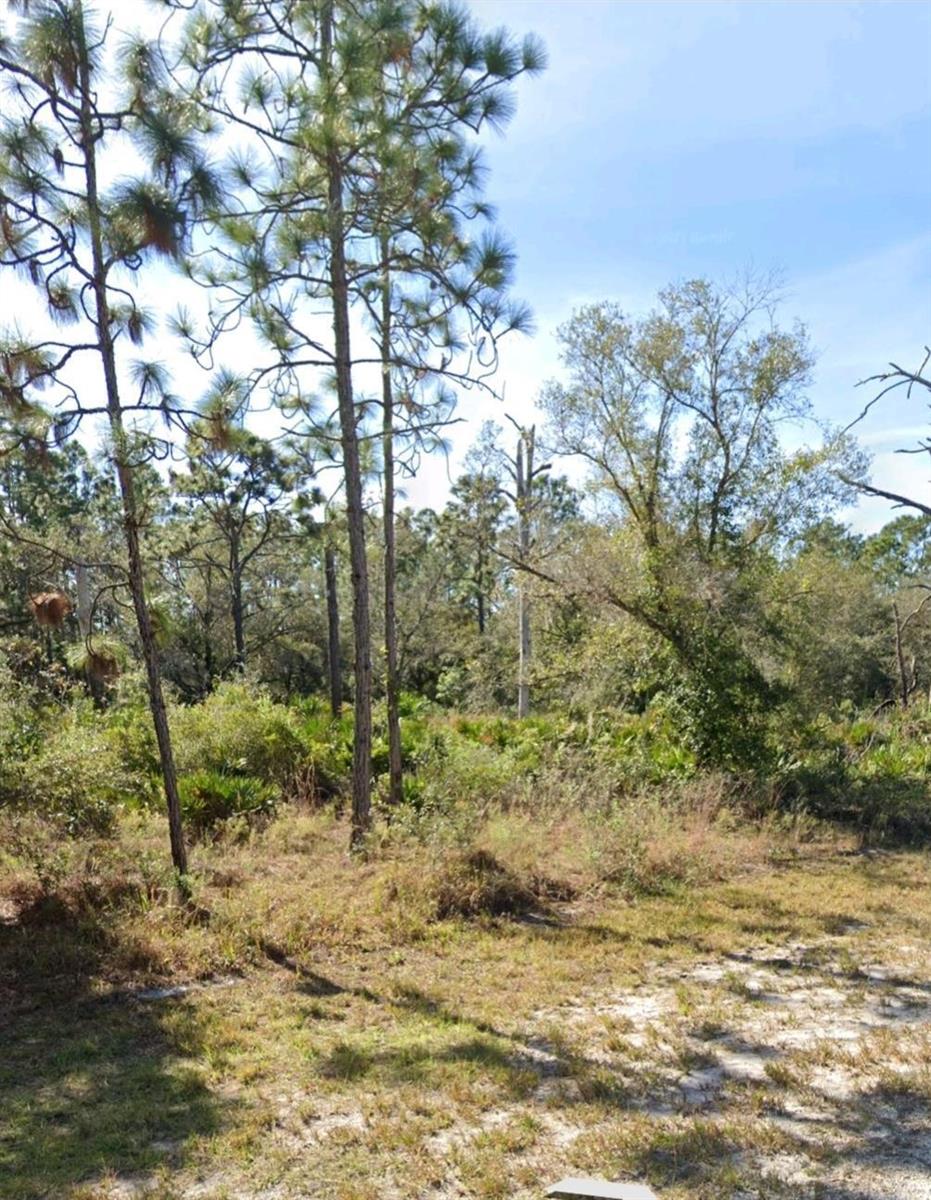 A wooded lot features tall pine trees, dense undergrowth, and sandy ground under a blue sky — 920 Gaillardia Drive, FL 33855, FL