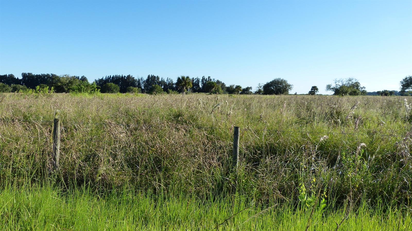 A wire fence runs through a grassy field under a clear blue sky — Tbd 2 Pineapple Lane, Fort Pierce FL 34945, FORT PIERCE, FL