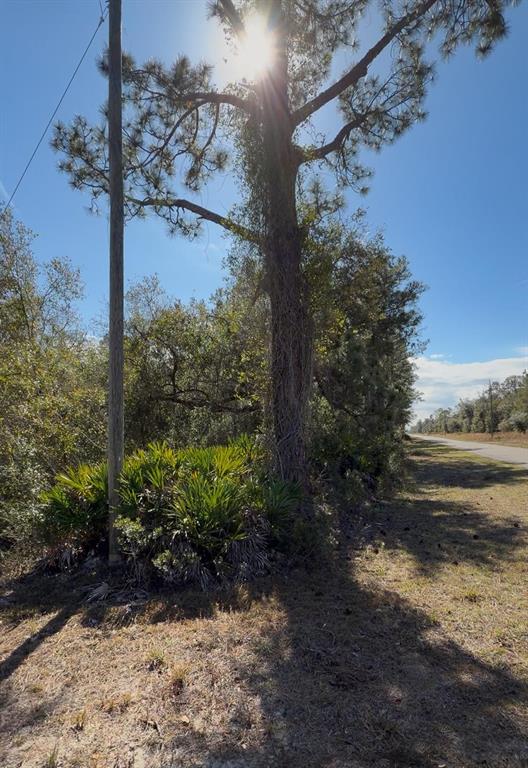 A tall pine tree stands next to a utility pole and palmetto bushes near a road — 923 GAILLARDIA DRIVE, INDIAN LAKE ESTATES, FL