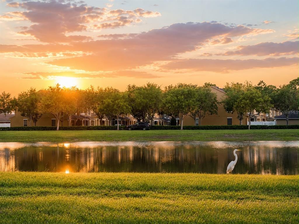 A white egret stands by a pond in front of suburban townhomes at sunset — 12820 STRODE LANE, WINDERMERE, FL