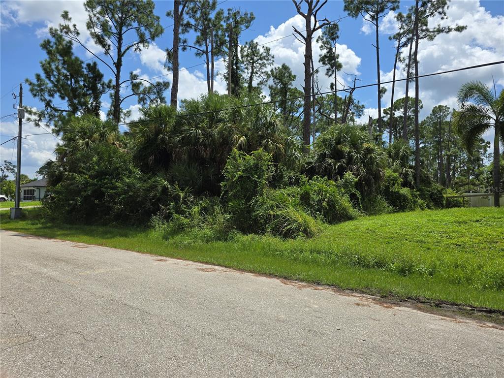 A paved road runs alongside a grassy lot filled with dense trees and palm bushes — TRENTWOOD LANE, NORTH PORT, FL