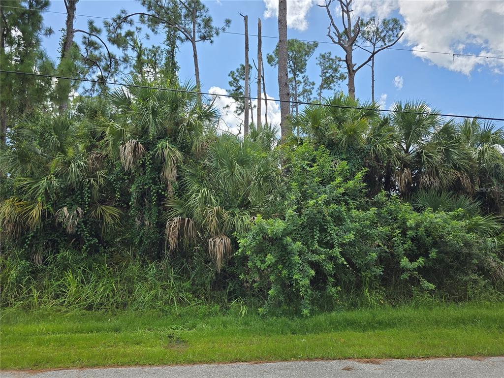A dense thicket of palm trees and overgrown vegetation stands behind a grassy roadside verge — TRENTWOOD LANE, NORTH PORT, FL