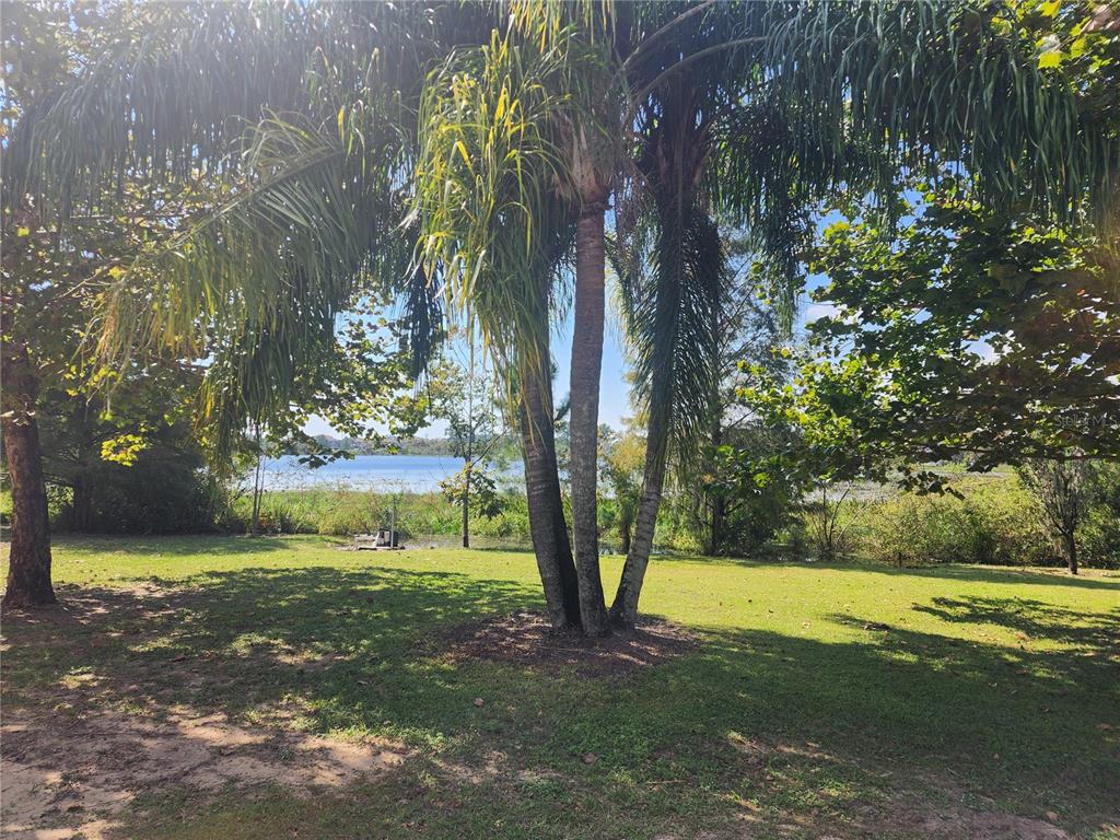 A grassy backyard features a cluster of palm trees overlooking a lake — 14902 ARRENA ROAD, WINTER GARDEN, FL