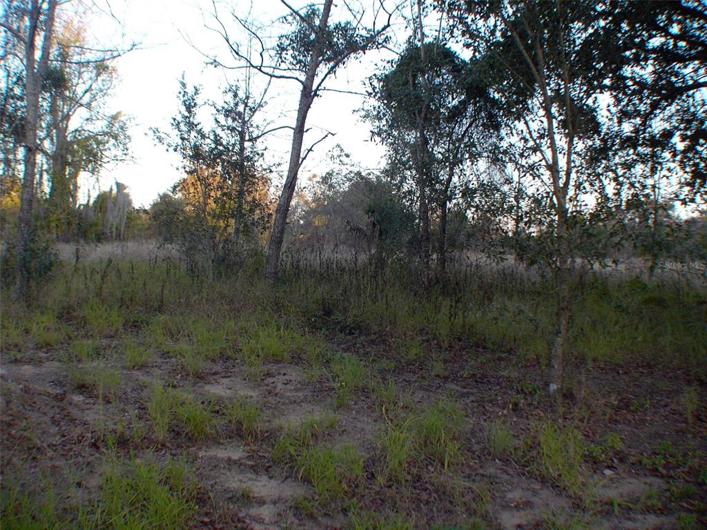 A view of a wooded, grassy lot with several trees under a clear sky — CASAURINA ROAD, LADY LAKE, FL