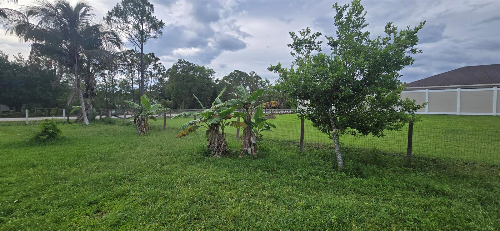 A grassy backyard features a citrus tree, banana plants, and a fence near a house — 17999 N 46th Court N, FL 33470, FL