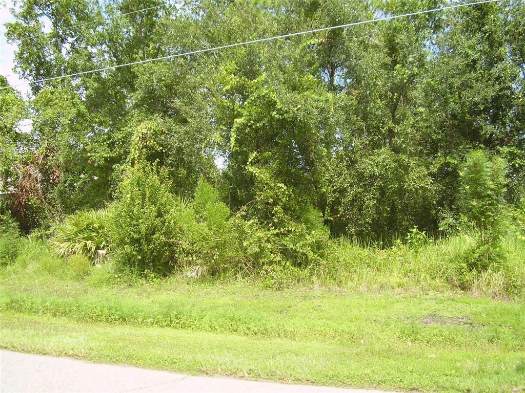 A dense, overgrown wooded lot sits behind a grassy roadside area — 431 DOVE DRIVE, KISSIMMEE, FL